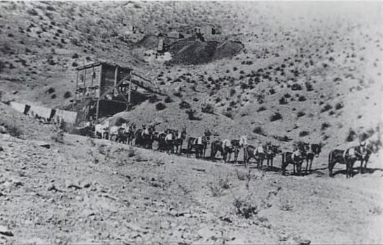 Mules and wagons  hauling ore from a Tombstone Mine 
